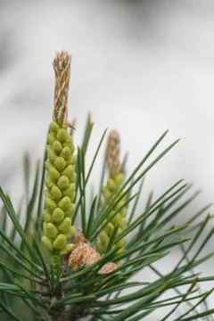 Soft focus close up of pine tree branch buds Stock Photos