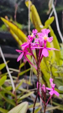 A soft-focus, close-up shot of a stem of vibrant pink and magenta orchids. Stock Photos