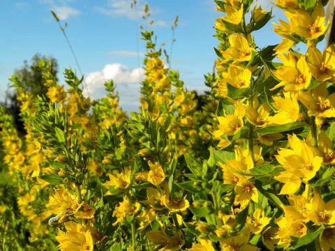 Soft focus close up of small yellow flowers Stock Photos