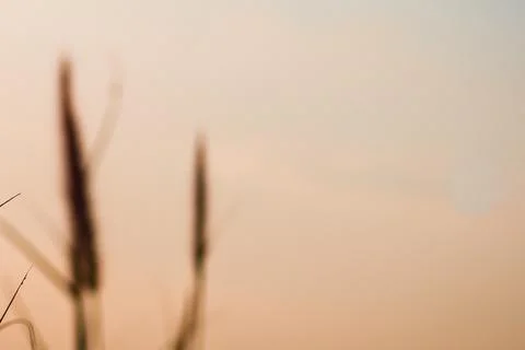 Soft focus close up of tall grass stems against a warm background Stock Photos