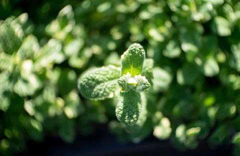 Soft focus close up top view green mint leaf with blurred green leaf backgrou Foto stock