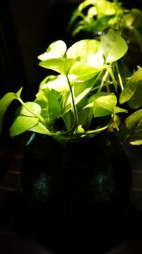 Soft-Focus Close-Up of Trailing Golden Pothos Vine Leaves in Warm Ambient L.. Stock Photos