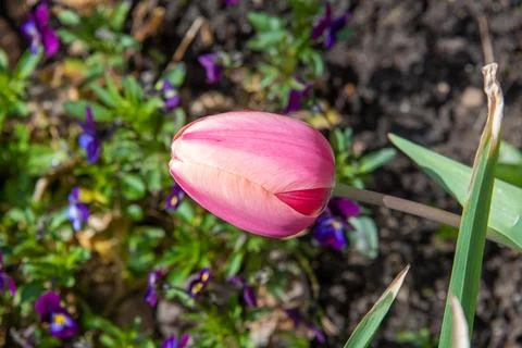 Soft focus close-up of an unopened bud of a pink tulip. Stock Photos