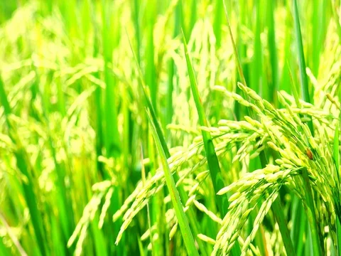 Soft focus close up video of ripening green rice ears Stock Footage 73347691