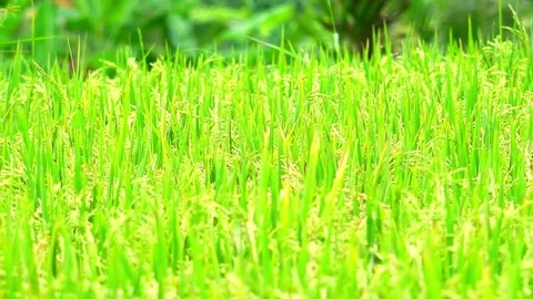 Soft focus close up video of ripening green rice ears Stock Footage 75763055