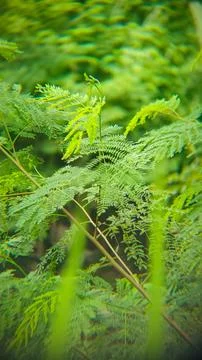 A soft-focus, close-up view of dense, vibrant green fern-like leaves. Stock Photos