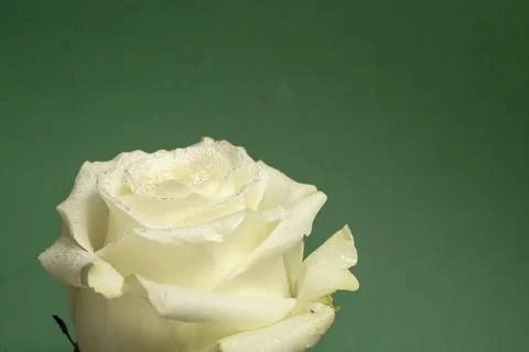Soft focus close up of a white rose with tiny water drops Stock Photos