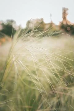 Soft focus close-up of wild grass strands illuminated by gentle sunlight Stock Photos