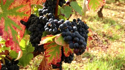 Soft Focus on cluster of raisin on a vine Stock Footage 74467284