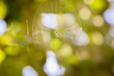 Soft focus cobweb and bokeh background. Stock Photos
