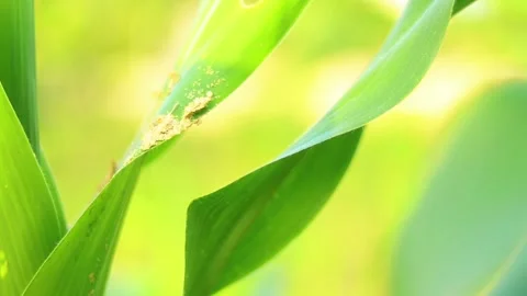Soft Focus Corn Leaves Moving in Warm Afternoon Light Stock Footage 339387476