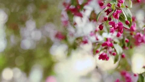 Soft focus crab apple blossoms in slow motion, dreamy spring bokeh scene. 스톡 동영상 334138854