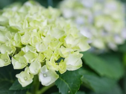 Soft focus Cream white Hydrangea Paniculata Limelight flowers. Stock Photos