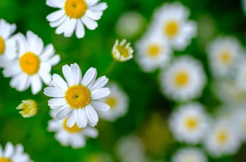 Soft Focus Daisies Foto stock