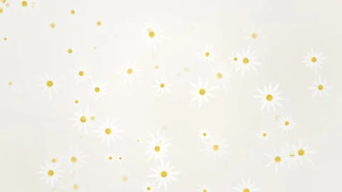 Soft Focus Daisy Flower Animation - Gentle Spring Floral Background Stock Footage 346660640