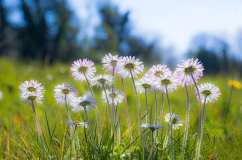 Soft focus daisy flowers Stock Photos