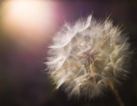 Soft Focus Dandelion At Sunset Stock-Fotos
