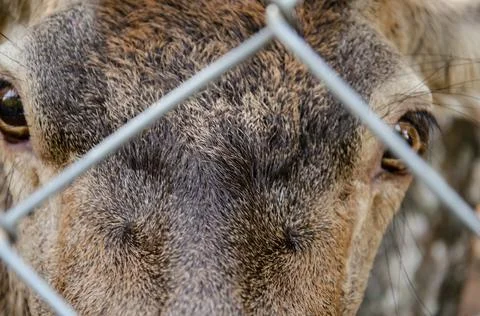 Soft focus deer looks through the fence mesh. The red deer behind the fence. Stock Photos