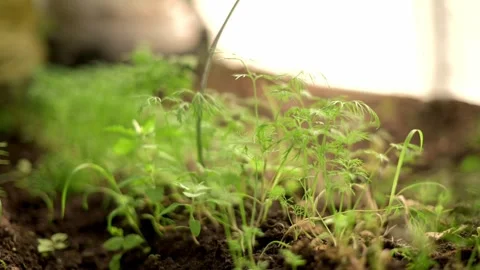 Soft-focus delicate green seedlings sprouting in sunlit garden. symbolizing n 스톡 동영상 275003709