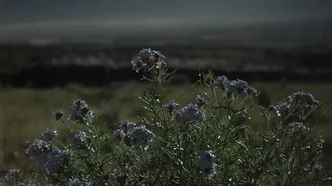 Soft focus of delicate purple plants in a rural meadow Vidéo 333645094