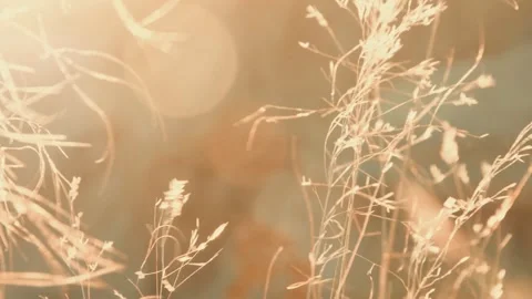 Soft Focus Dry Grass Background with Golden Hour Lens Flare Stock Footage 321124926