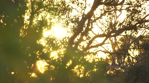Soft Focus Eucalyptus Tree Silhouette Stock Footage 167747903