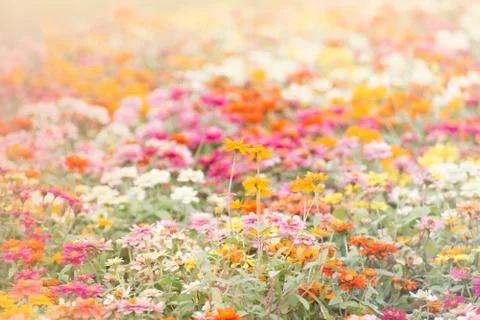 Soft-focus floral background. Stock Photos