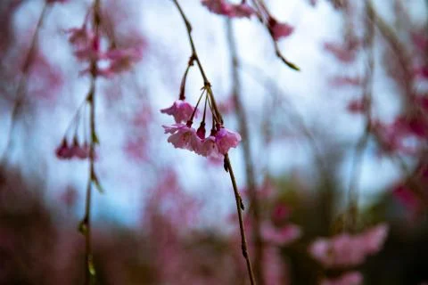 Soft focus flower bud Foto stock