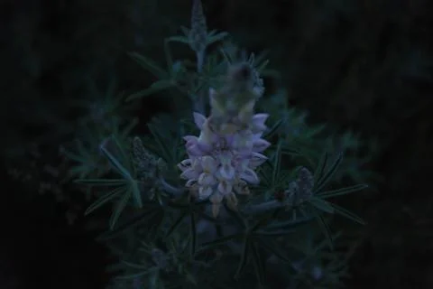 Soft Focus Flower in Twilight Stock Photos