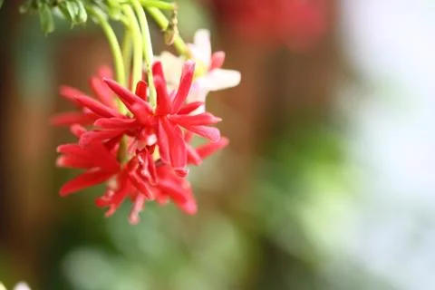 Soft focus of flower for use in background Stock Photos