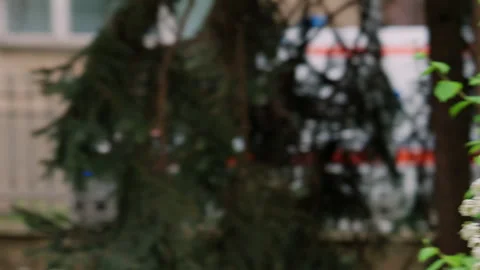 Soft focus footage of an ambulance moving behind green garden vegetation and a Stock Footage 336907244