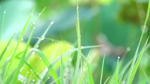 Soft focus. Fresh green grass with water beads on a cold morning Stock Footage 81935052