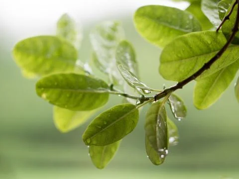 Soft focus fresh leaf with rain drop falling in natural background. Stock Photos