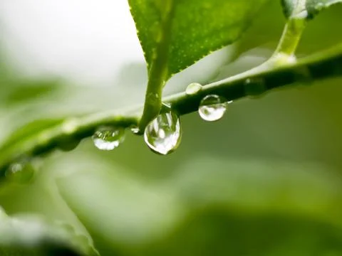 Soft focus fresh leaf with rain drop falling in natural background. Stock Photos
