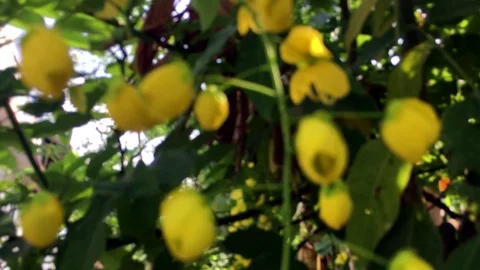Soft focus to full focus of Golden shower flowers in nature Stock Footage 106205413