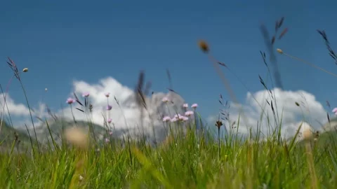 Soft focus of Gran Sasso peak through grass and flowers at Campo Imperatore Stock Footage 152513497