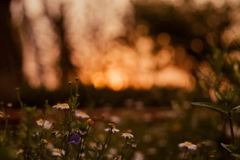 Soft focus  Grass flower ,close up  a little wild flowers grass in sunrise an Stock Photos