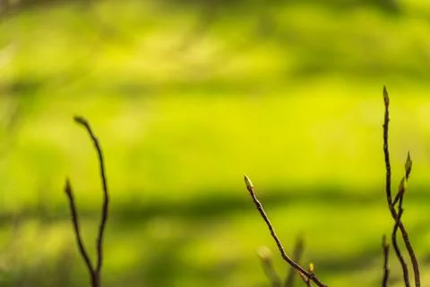 Soft focus green background, blurred trees, natural light Stock Photos