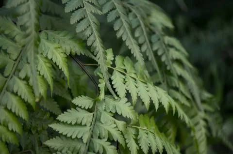 Soft focus Green background of fresh fern leaves in a greenhouse Stock Photos