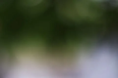 Soft focus green bokeh background with natural light blur for design textures Stock Photos