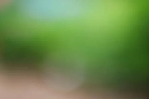 Soft focus green bokeh background with natural light blur for design and ph.. Stock Photos