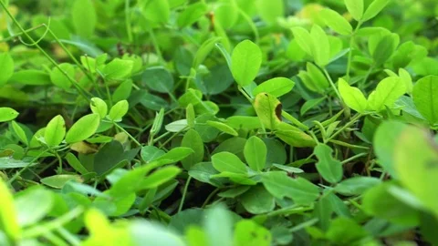 Soft focus on green covered plants background with morning sunlight. 4K video Stock Footage 72767648
