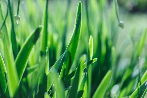 Soft focus green grass background. Green grass meadow in sunny morning Stock Photos