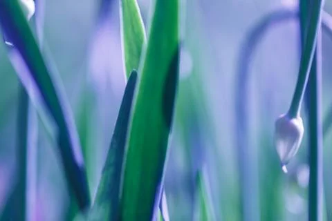 Soft focus green grass background. Green grass meadow in sunny morning Stock Photos