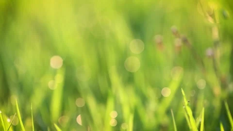 Soft focus green grass with bokeh lights Stock Footage 341932007