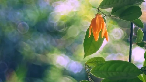Soft focus of green leaf and flower of climbing ylang-ylang. Stock Footage 120584000