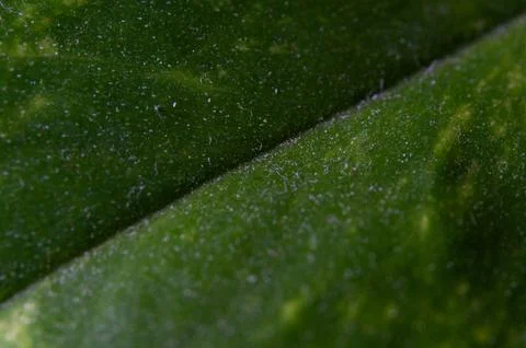 Soft Focus Green Leaf Surface Abstract Texture Background: Organic Fuzzy Gr.. Stock Photos