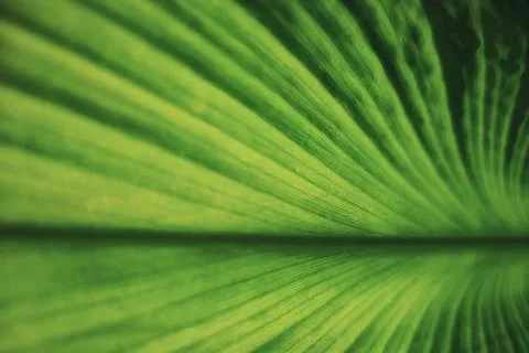 Soft focus green leaf texture for inspiration and copy space background. ecol Stock Photos