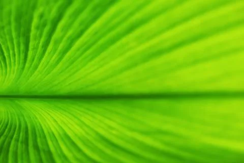 Soft focus green leaf texture for inspiration and copy space background. ecol Stock Photos