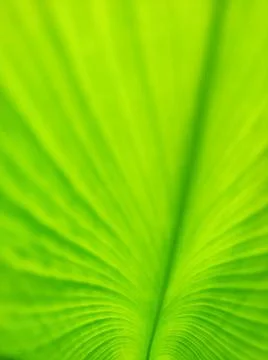 Soft focus green leaf texture for inspiration and copy space background. ecol Stock Photos